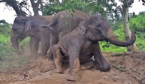 Elephants having mud bath to cool down and protect their body from insectd