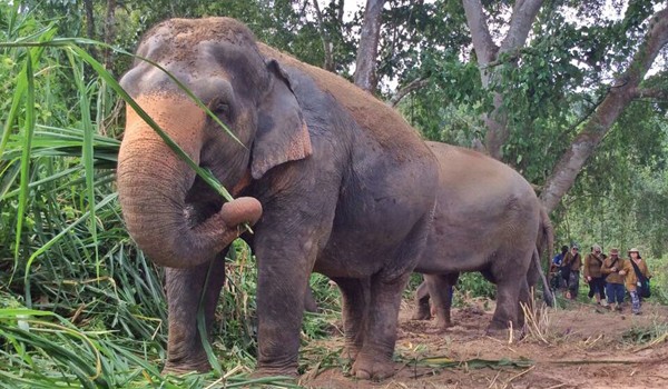 Walking along with elephants to the greenery forest at Hope for Elephants program