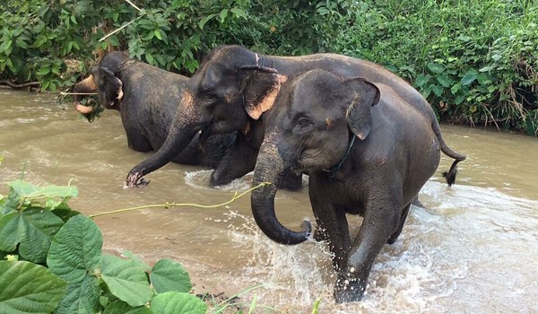 Elephants having a precious moment in the river at Hope for Elephants program