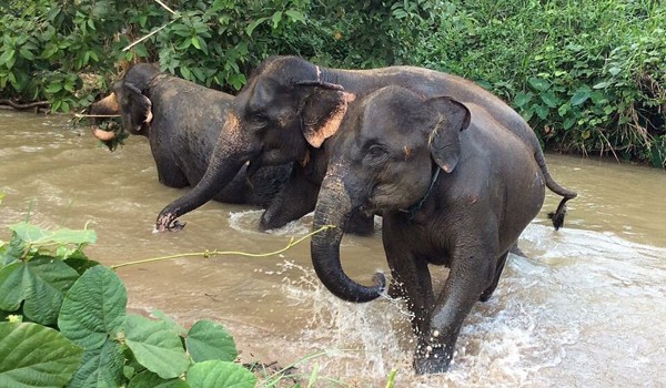 Elephants having a precious moment in the river at Hope for Elephants program 