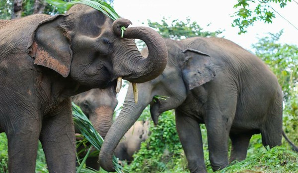 Elephant family at Care for Elephant program enjoy eating grass together