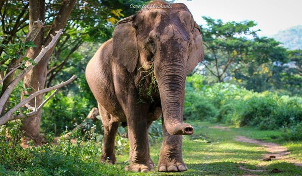 At Care for Elephant program, our gentle lady elephant have a freedom to walk into the forest