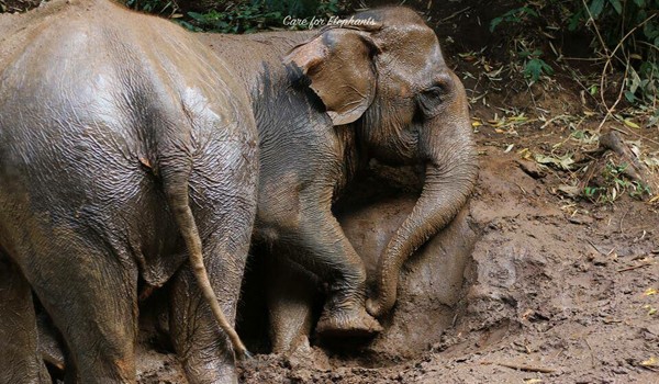 Observing elephants at Care for Elephant program take a mud bath is unforgettable moment