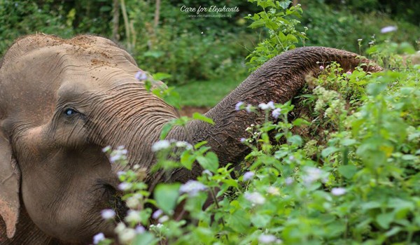 Elephant enjoy having fresh leaves to eat while they are walking at Care for Elephant program