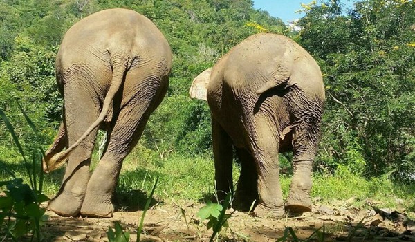 Visitors of Pamper A Pachyderm walking behind elephants to observe their joyful movement 