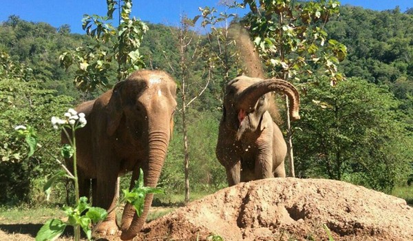 Living with freedom at Pamper a Pachyderm bring the happiness to the elephant lives