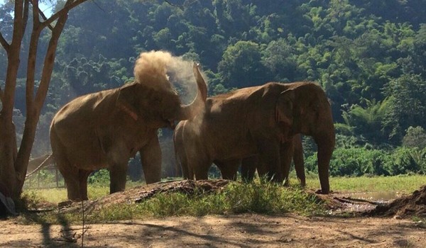 Pamper A Pachyderm elephants having a great time enjoy dust and mud bath 