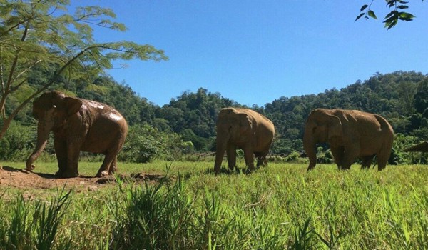 Elephants living without chain and hook at Pamper A Pachyderm, they can walk and roam free on their natural habitat