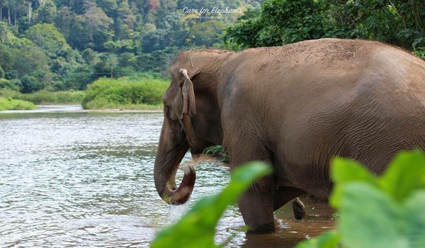 Elephant drinking the water from the river at Care for Elephant program