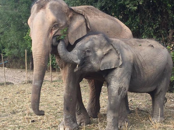 Volunteer at Journey to Freedom can see how MeBui and Mae Yui living happily together after their reunion