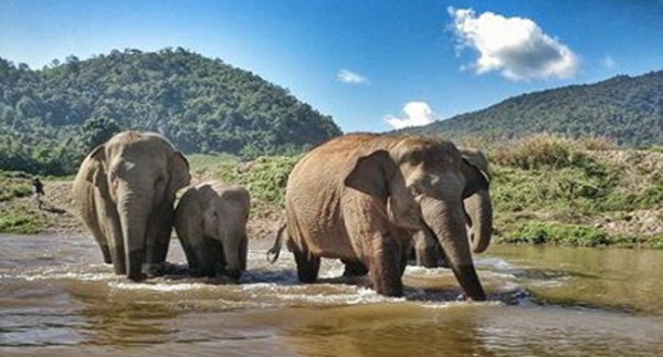 Faamai and family walk across the river to the platform for their food.
