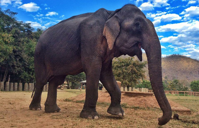 Welcome Tong Kham to our latest family member at Elephant Nature Park