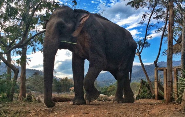 Tong Kham enjoy to walk with freedom at Elephant Nature Park