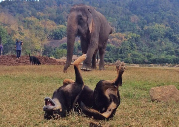 Tong Kham has one eye blind and was injured at her back leg, loves and happiness from ENP members will be her best healing.