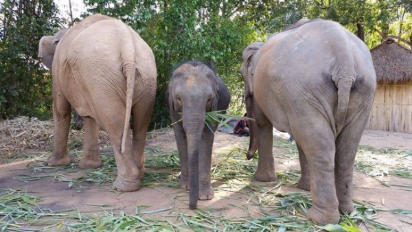 MeBai is protected from both mom and nanny while she is feeding, see the warm love of elephant family at Journey to Freedom program