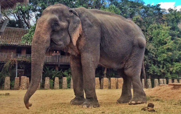 Tong Kham is 67 years old elephant, we rescued her from the trekking camp, now she has a new life at our sanctuary