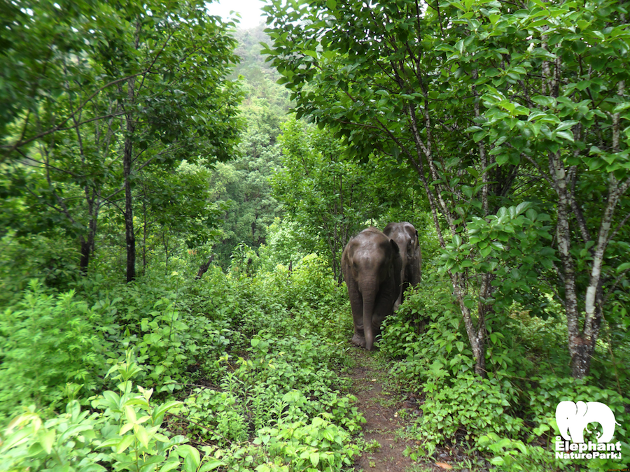 Journey to Freedom – Living with Elephants