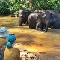 Hope for Elephants – wonderful picture blog