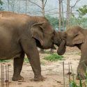 Pookie Fall In Love With Our Baby Elephant Khundej