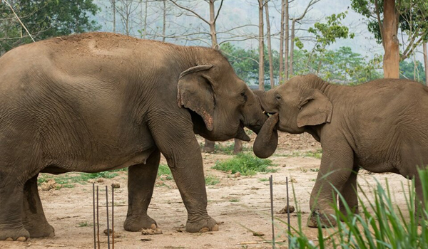 Pookie fall in love with our baby elephant Khundej