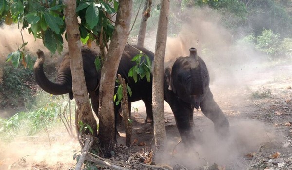 Elephants enjoy dust bath after refreshed in the river.