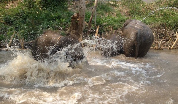 Elephants refreshing in the river at Hope for Elephant program.