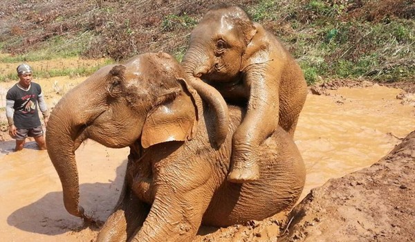 Elephants are playing like mother and kids, it is wonderful to see they are happy to be free at Karen Elephant Experience. 