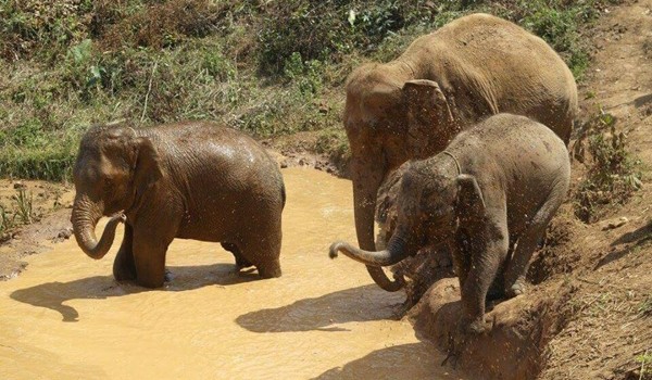 It's time to enjoy and refresh their body with mud bath at Karen Elephant Experience.