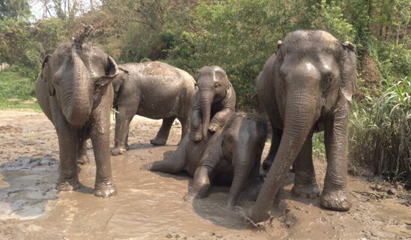 Elephant family have a great day at Hope for Elephant program by Elephant Nature Park.