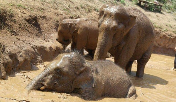 Elephants family having fun in the mud pit at Karen Elephant Experience.