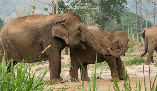 Pookie and khundej love to play together at Elephant Nature Park.