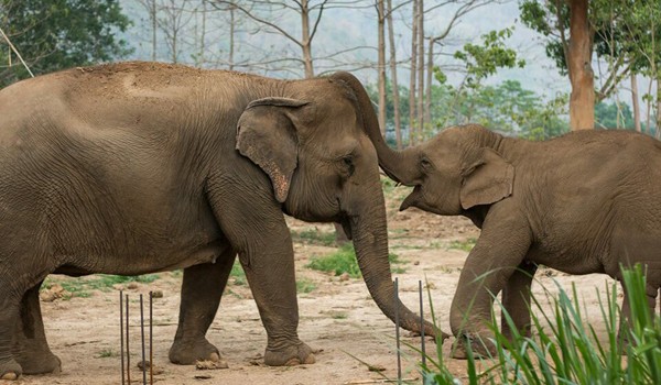 Khundej is very happy to play with Pookie at Elephant Nature Park.