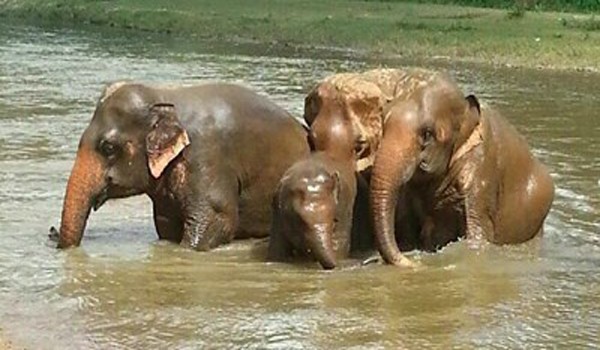 Elephants have river bath to cool down their body. 