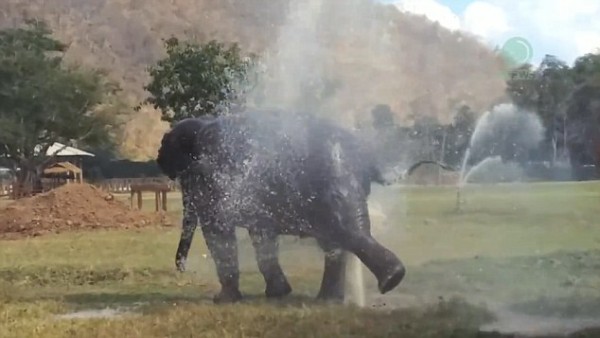 Faa Sai having a great time with her fountain at Elephant Nature Park