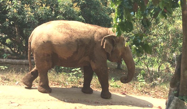 Jaemsai observing the road to her natural terrain at Pamper A Pachyderm program. 