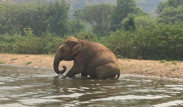 It's time to refresh, Jaemsai loves to get wet in the river at Pamper A Pachyderm program.