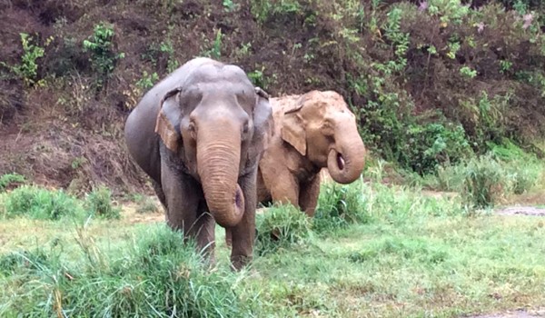 Jaemsai and her best friend, Mae Banyen having some fresh grass at Pamper A Pachyderm program.