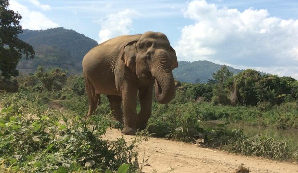 Jaemsai enjoy her freedom at Pamper A Pachyderm program by ENP.