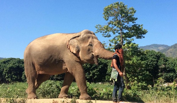 Jaem sai is ready to greet the visitors of Pamper A Pachyderm program.