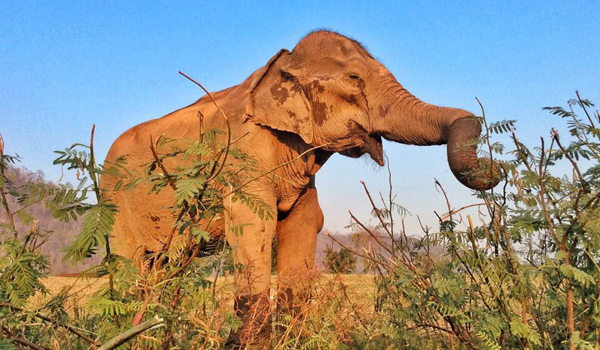 Yai-Bua was rescued to Elephant Nature Park 2 months ago after spent her whole life working for human