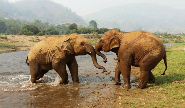 Baby elephant Yindee and Navaan are showing their bull instinct