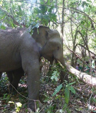 Volunteer at Journey to Freedom observe the elephants living their life in the natural terrain.