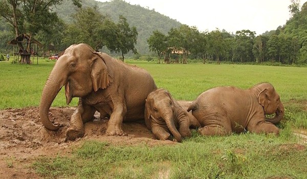 Visit our elephant family to learn elephant life with Single day visit program. 