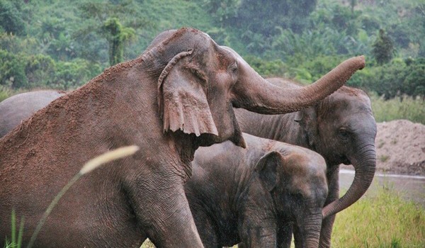 Linsten to the elephant trumpet in the morning at Elephant Nature Park.