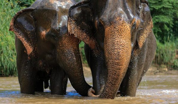 Elephants refreshing in the river.