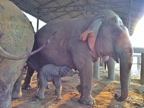 Welcome the newborn elephant to ENP.