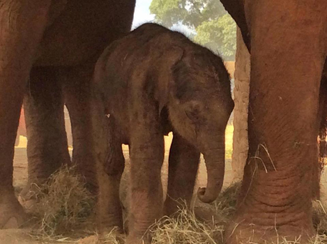 Baby elephant Dok Rak on the first day is very healthy.