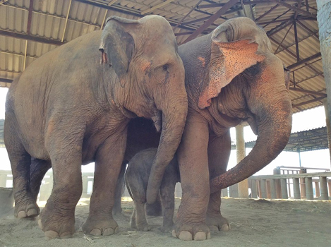 Mae Sri Nuan is the number one nanny of new baby elephant.