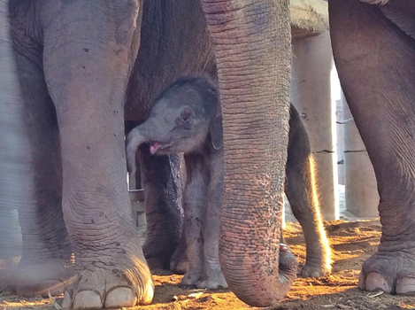 New baby elephant is named Dok Rak.