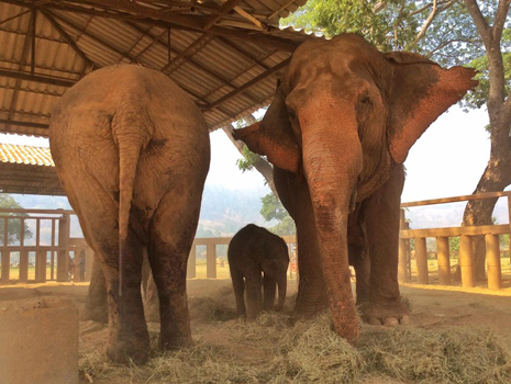 Dok Ngern and Sri Nuan protecting the new baby elephant.